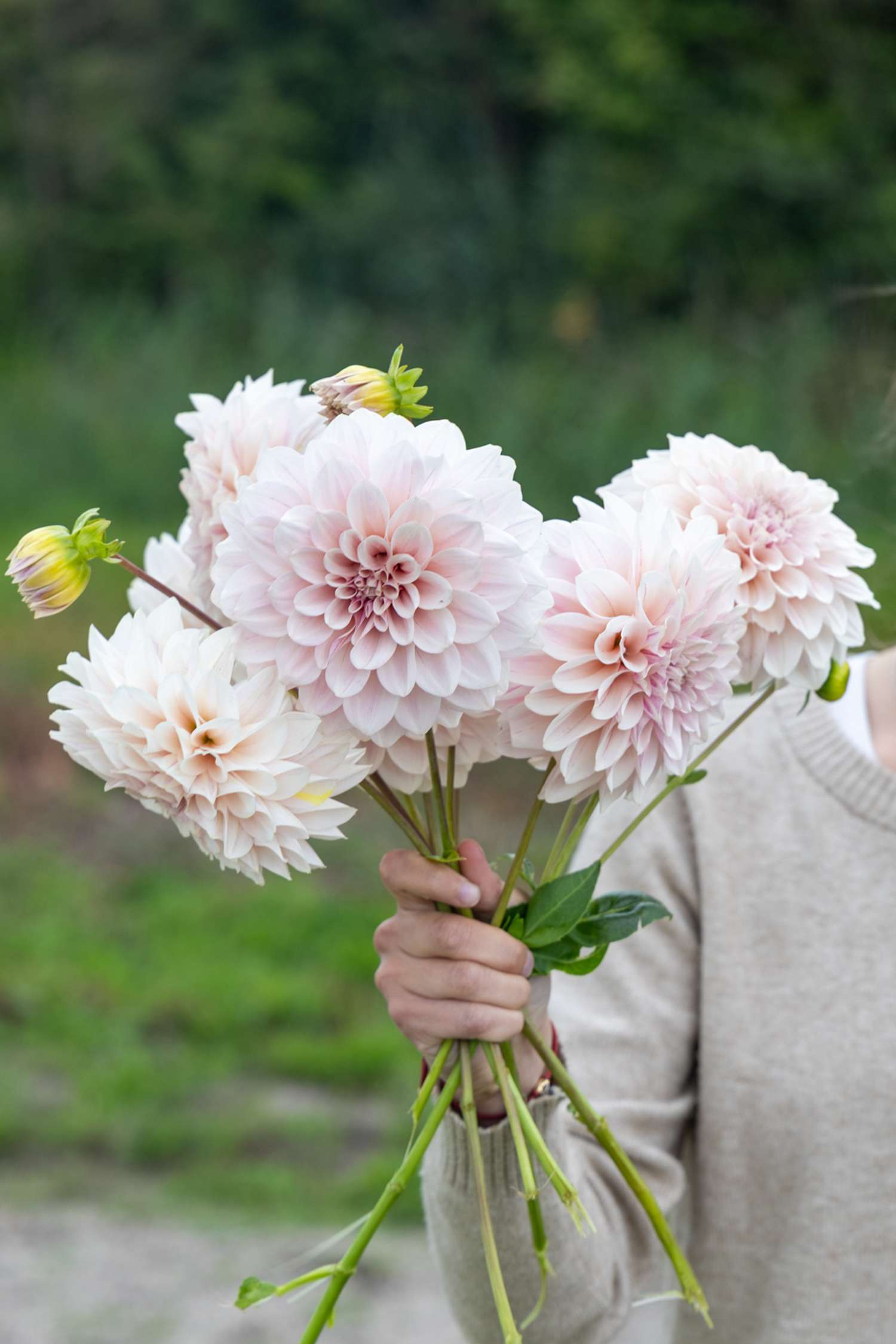 Dahlie ‘Cafe au Lait Pale Pink’